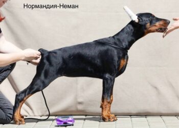 Н-помет